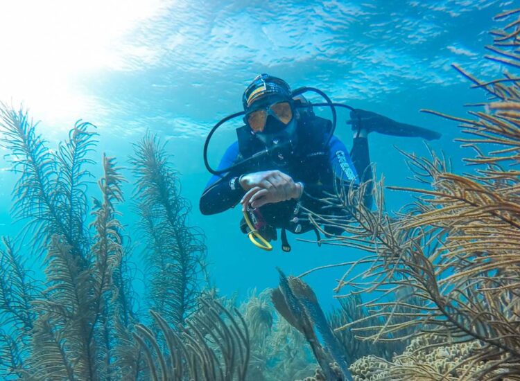 Diver swimming towards a sea turtle