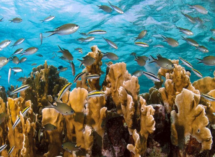 School of fishing swimming amongst coral