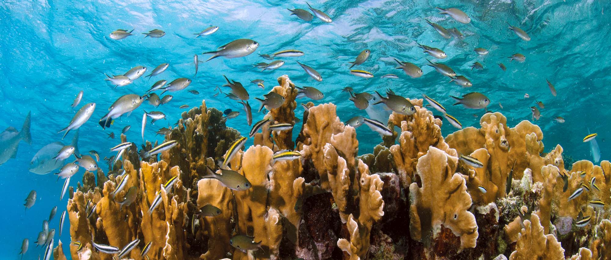 School of fishing swimming amongst coral