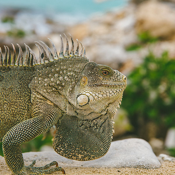 Iguana