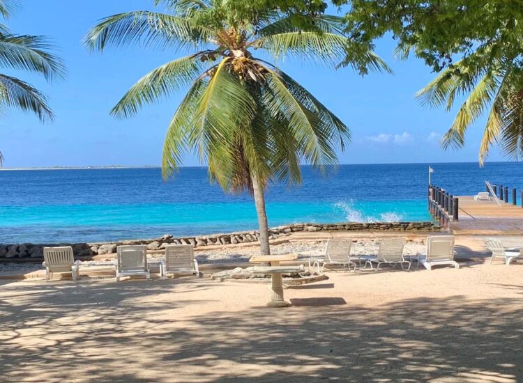Palm tree lined shore