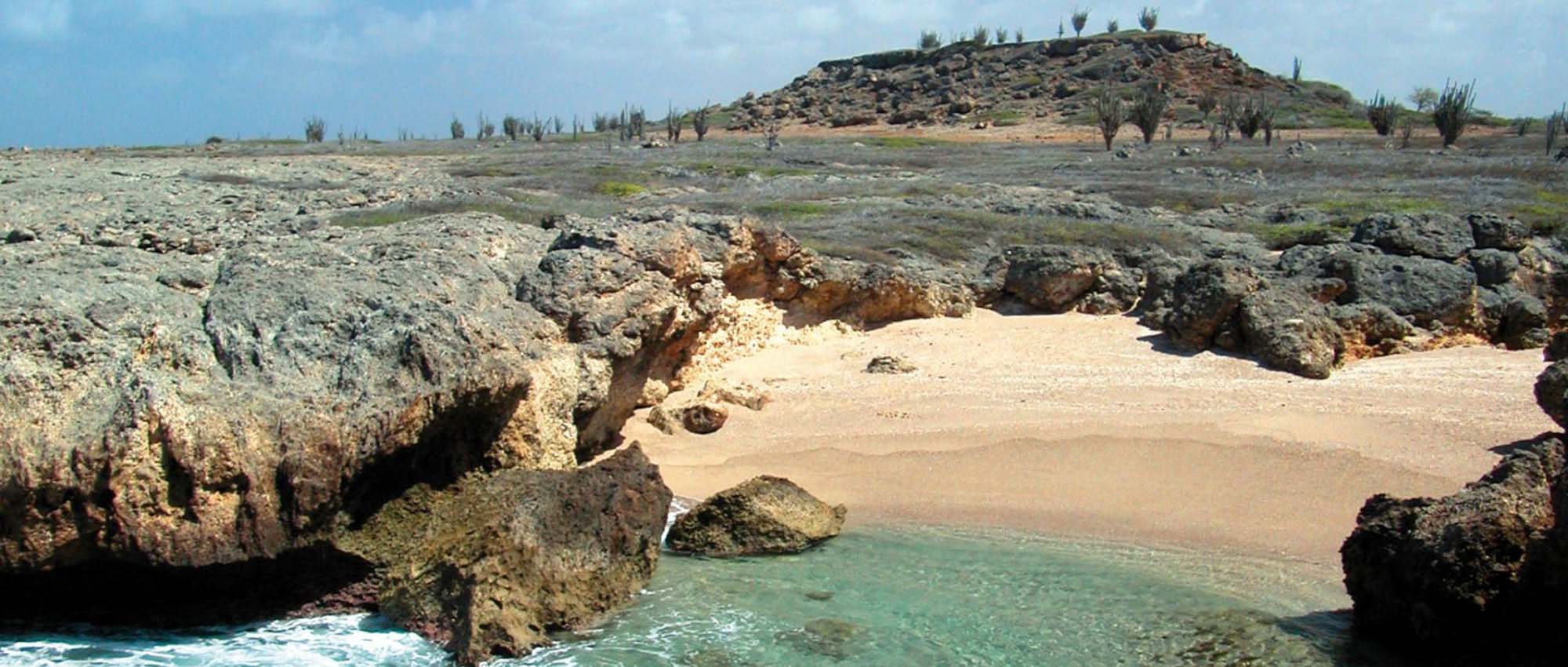 Ocean shore overlooking rocks and plants