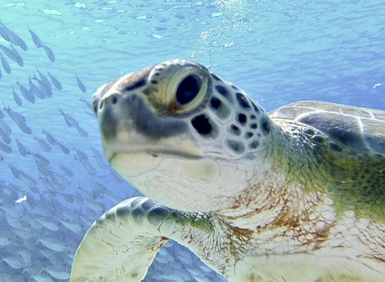 Close up shot of sea turtle and a school of fish
