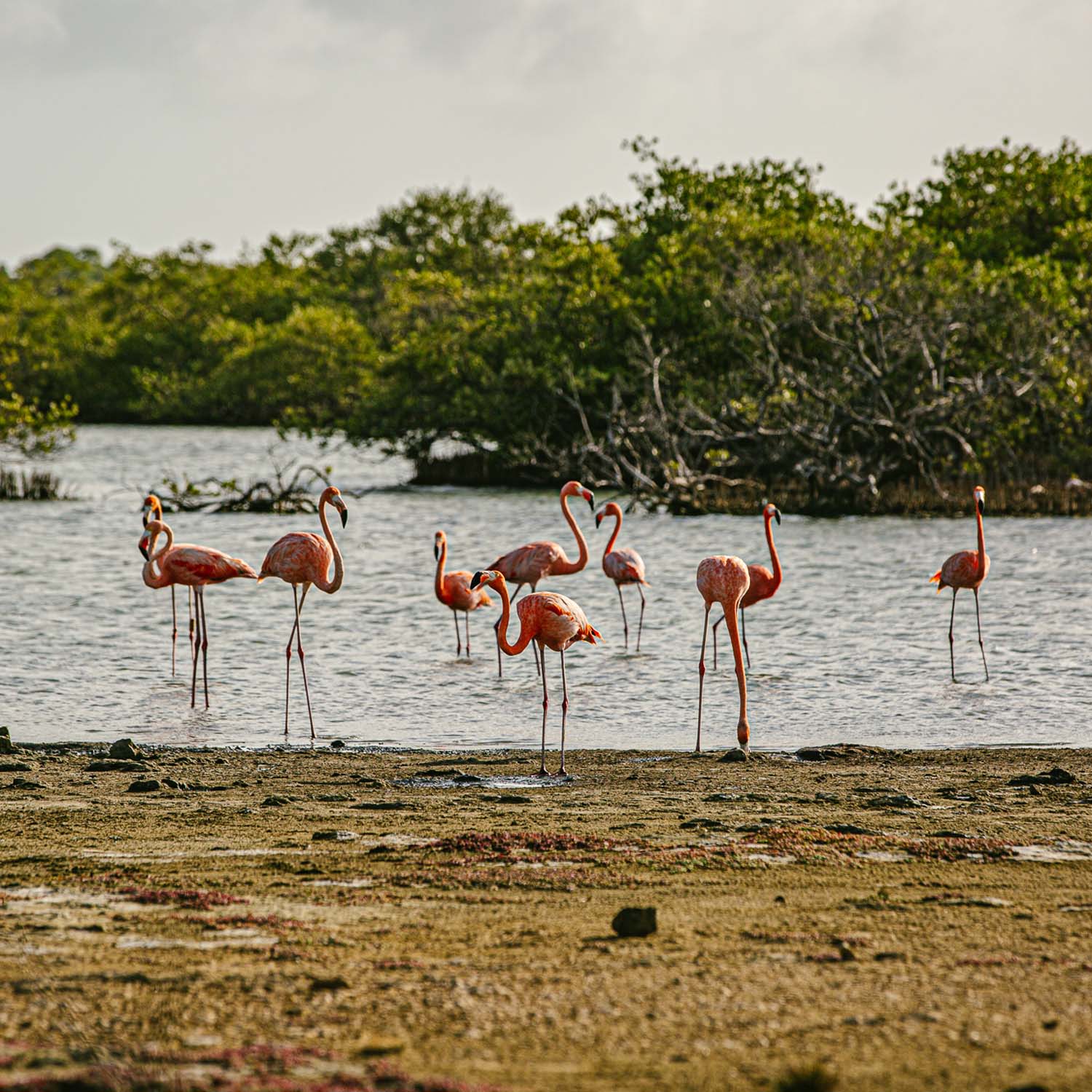 Group of flamingos standing in water