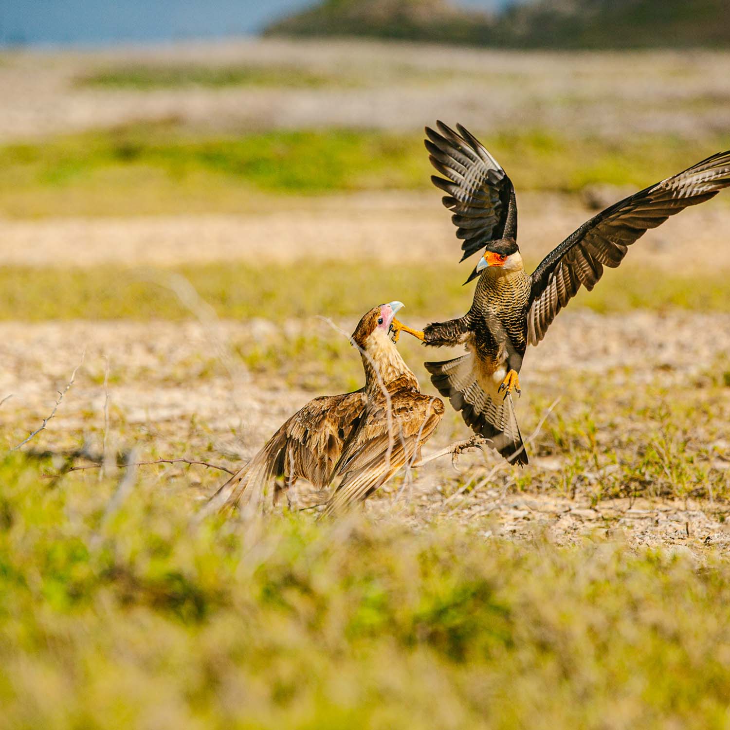 Bird landing in green field