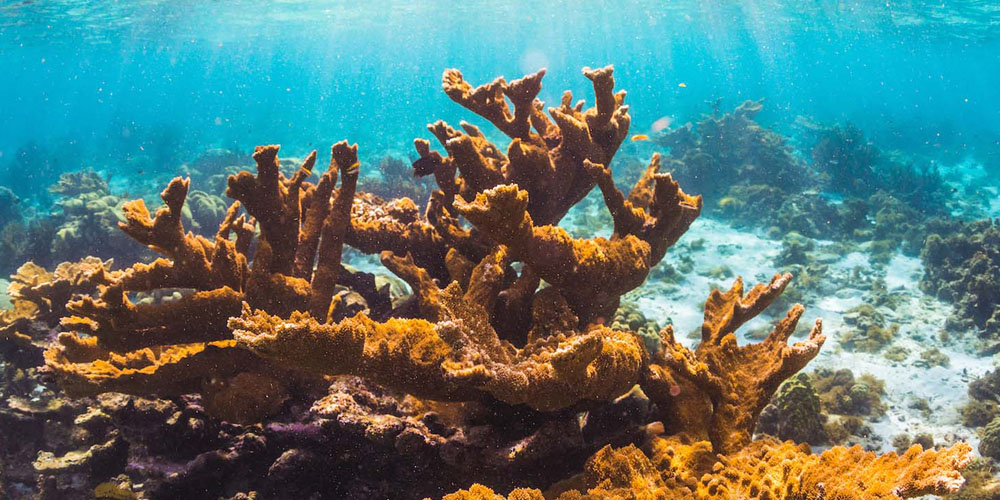 Underview view of coral reef
