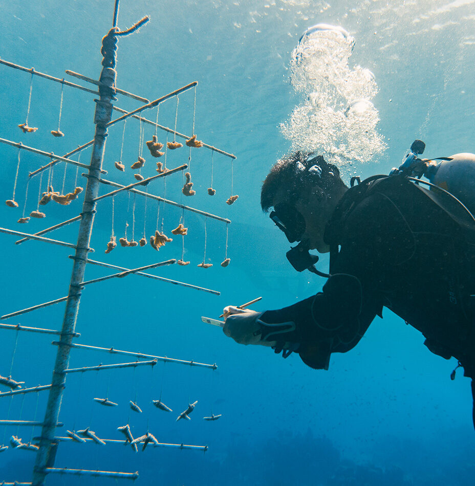Scuba diver planting coral fragments in Bonaire reef restoration program