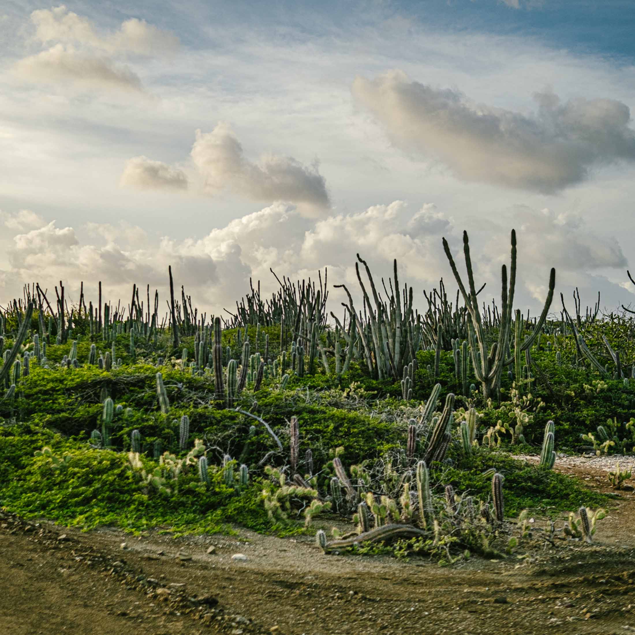 Cactuses in field
