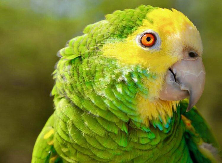 Close up shot of green and yellow bird