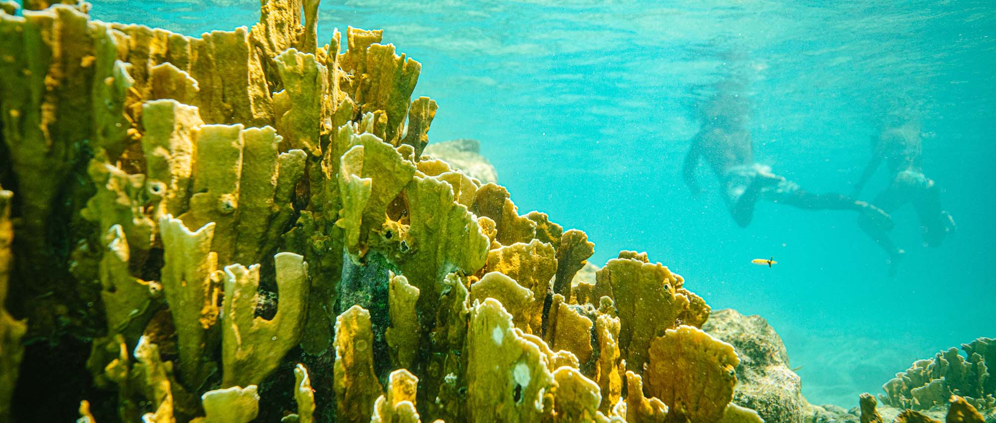 Underwater view of corel reef with snorkelers in background