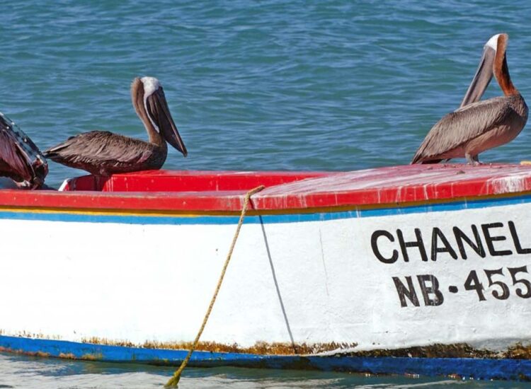 Pelicans sitting on an old boat in the ocean