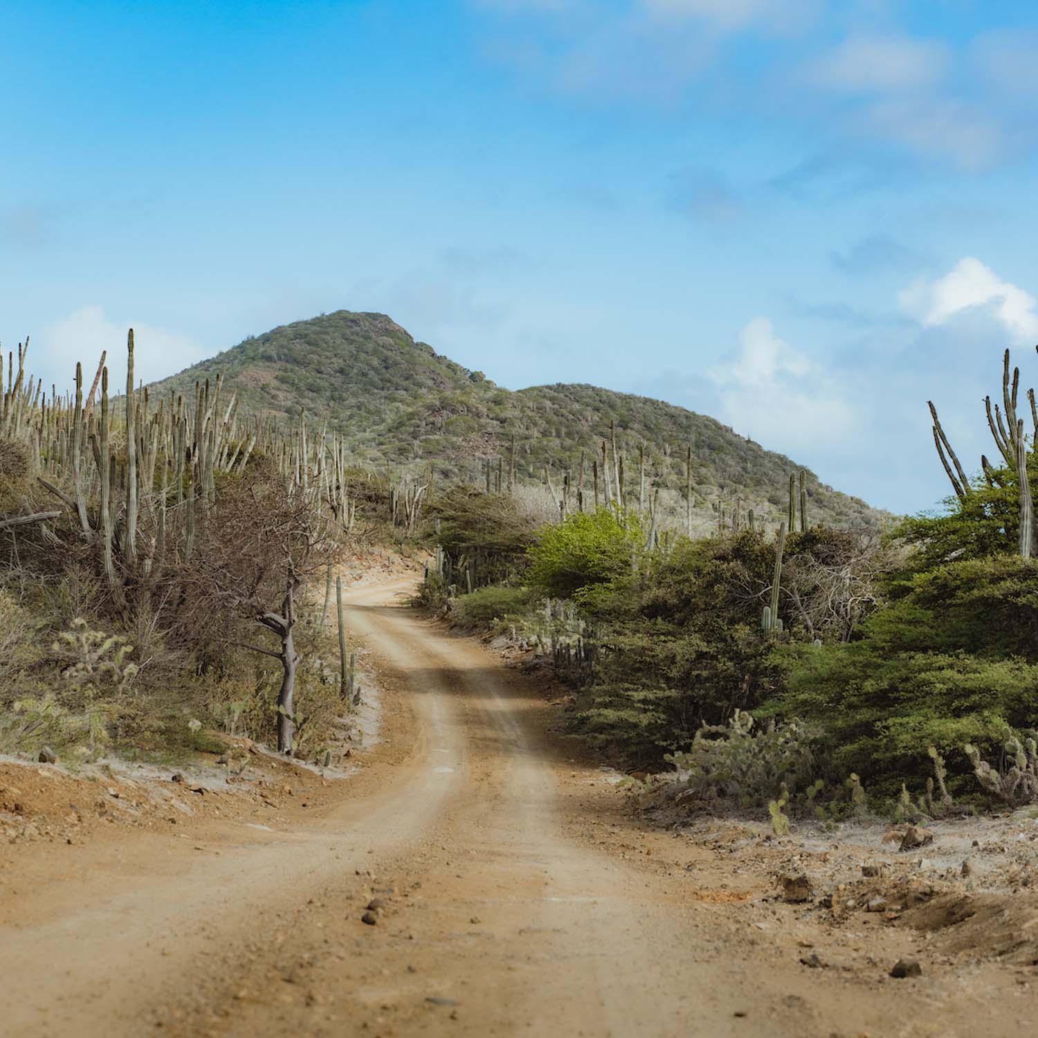 Desert road with mountain view