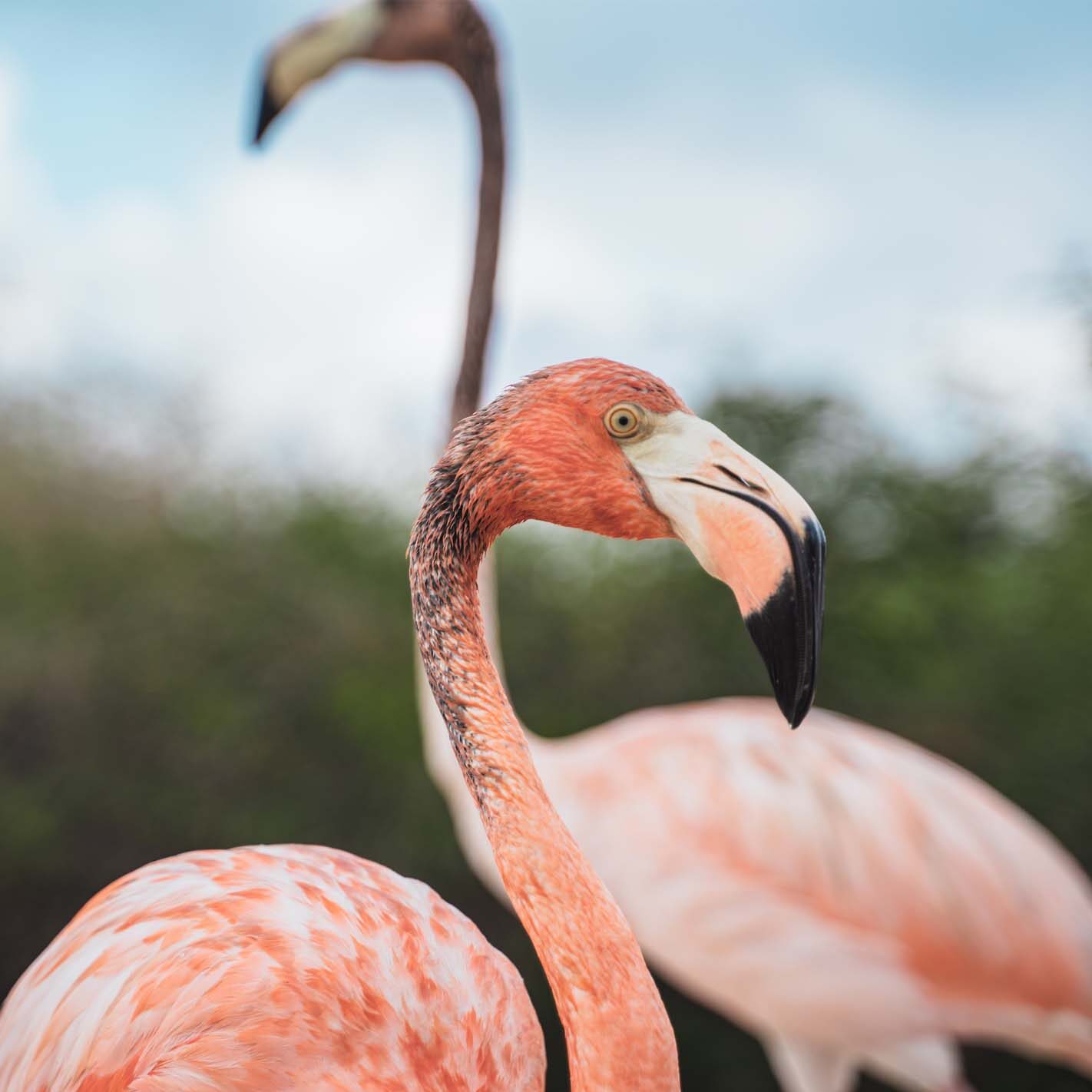 Close-up of a pink flamingo standing gracefully in Bonaire’s salt flats.