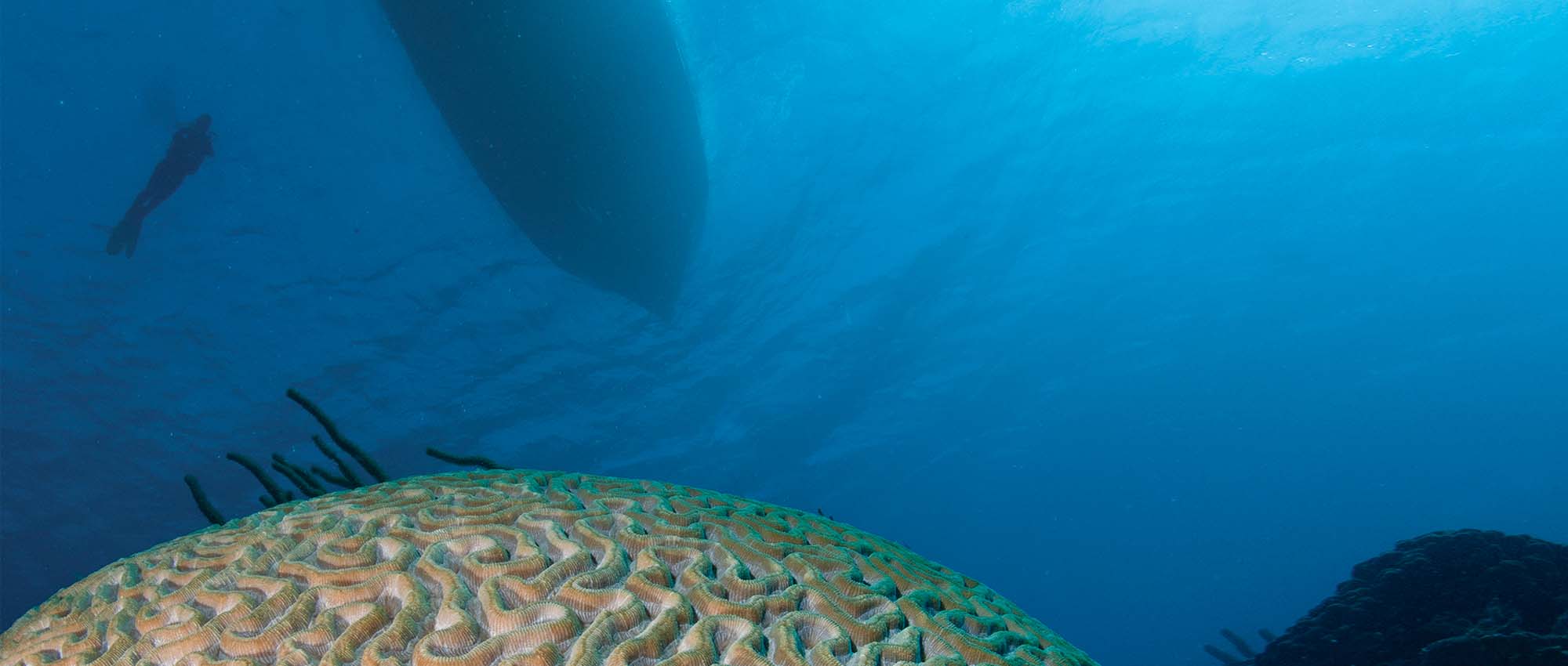 Close up shot of underwater sea life