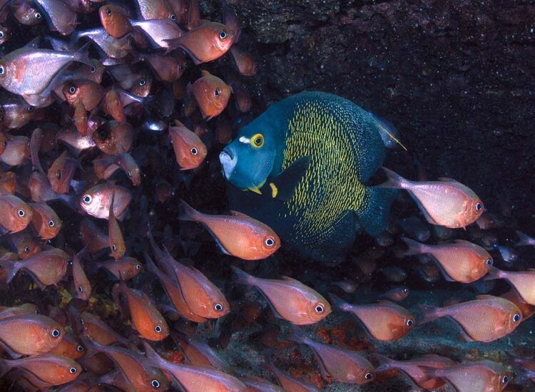 School of fish swimming around one fish