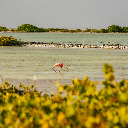 Flamingo standing in beach water