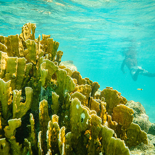 Underwater shot of barnacle reef in bonaire