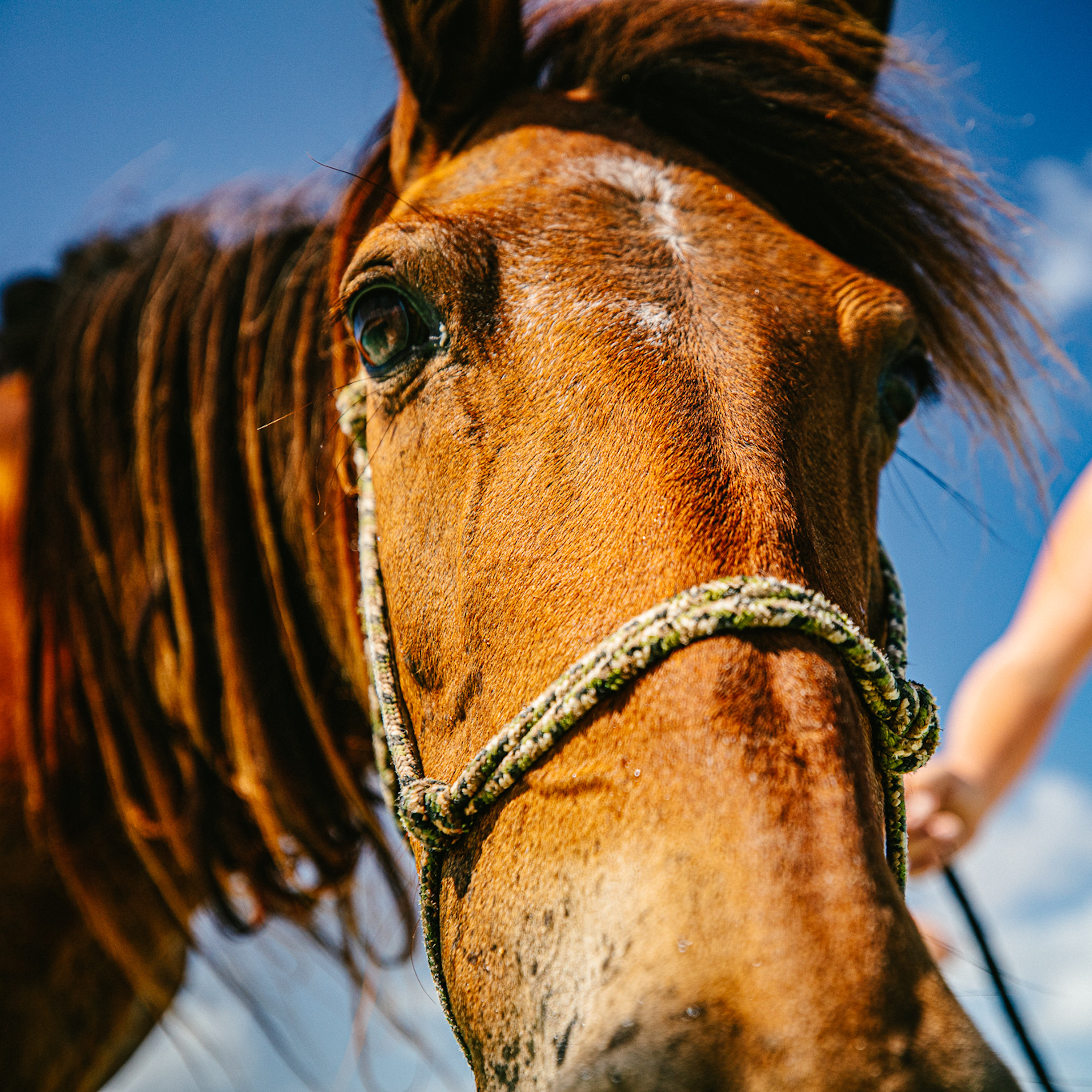 Person walking horse