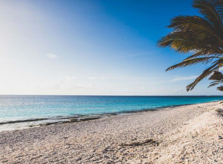 Palm tree lined ocean shore