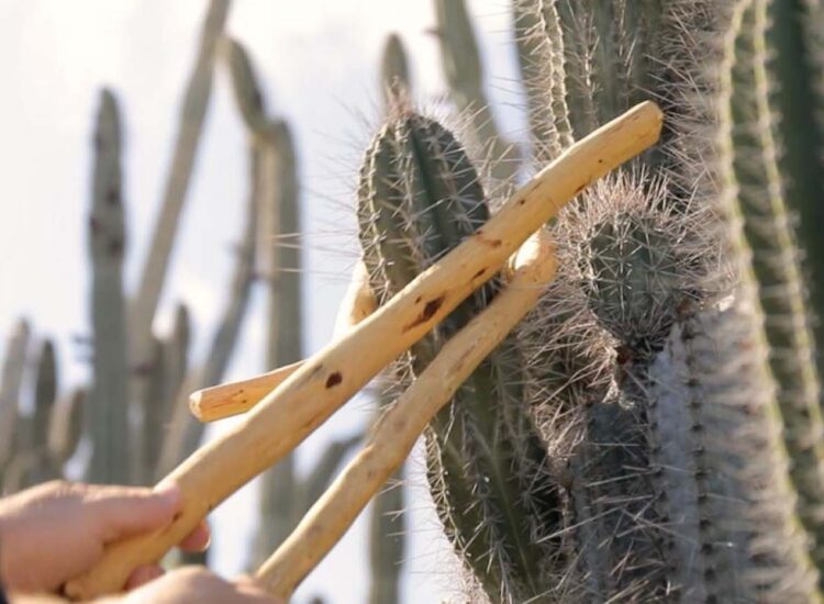 Close up shot of cactus