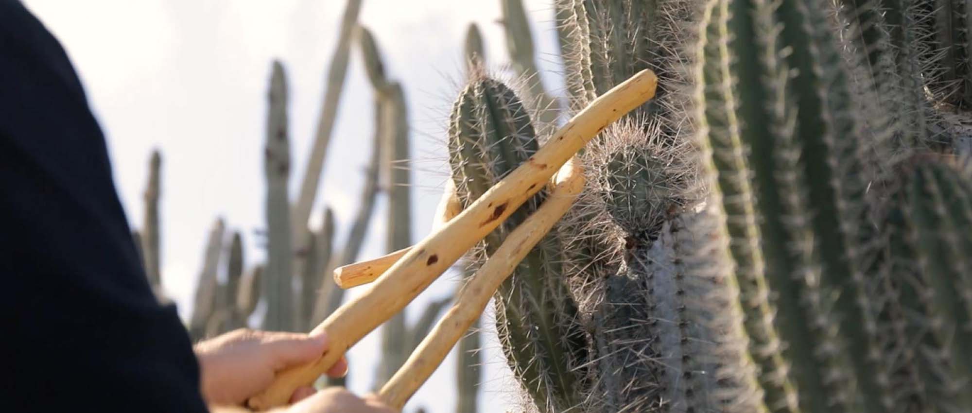 Close up shot of cactus